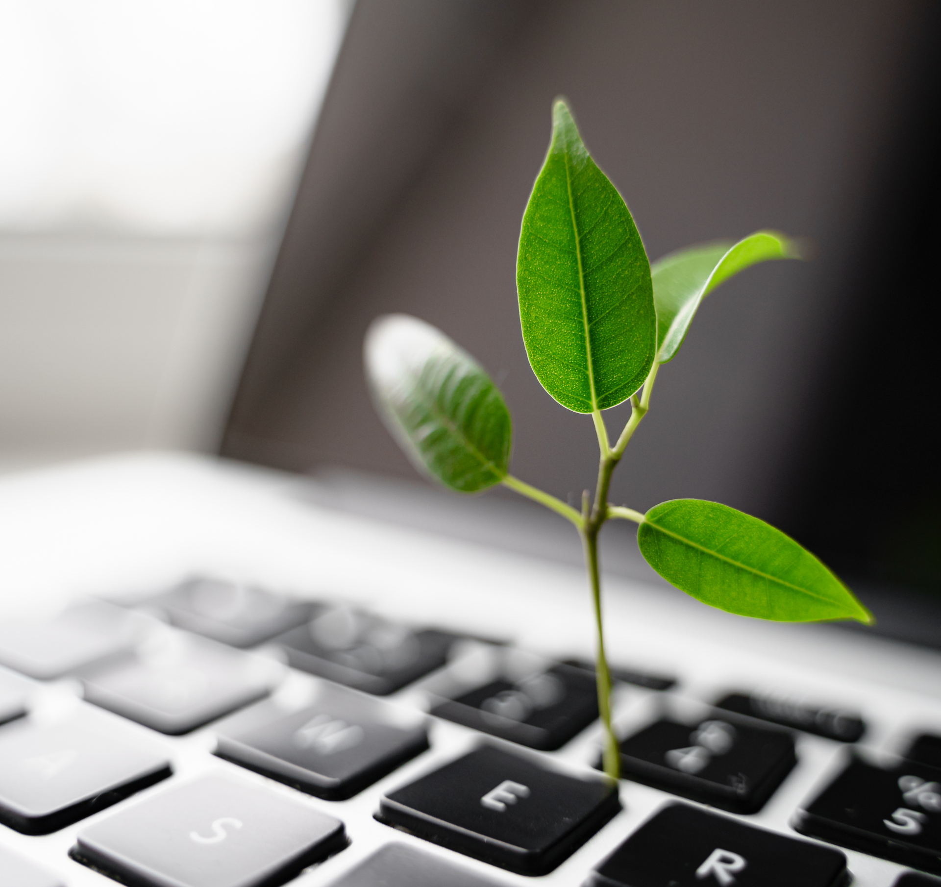 plant growing out of a laptop keyboard
